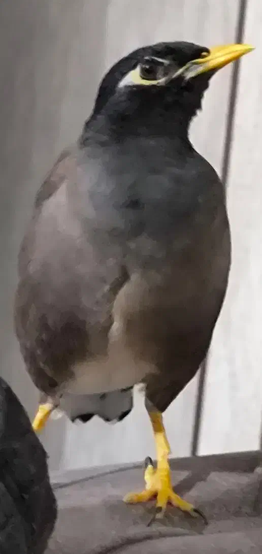 مرغ مینا گمشده|حیوانات|صدرا-فارس, فاز ۱|دیوار