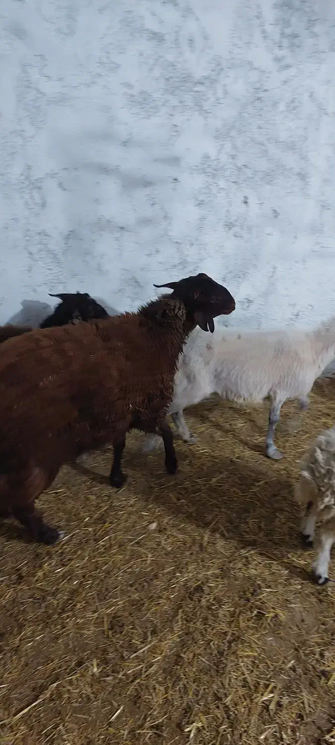 بره نر و ماده|حیوانات مزرعه|اصفهان, قهجاورستان|دیوار