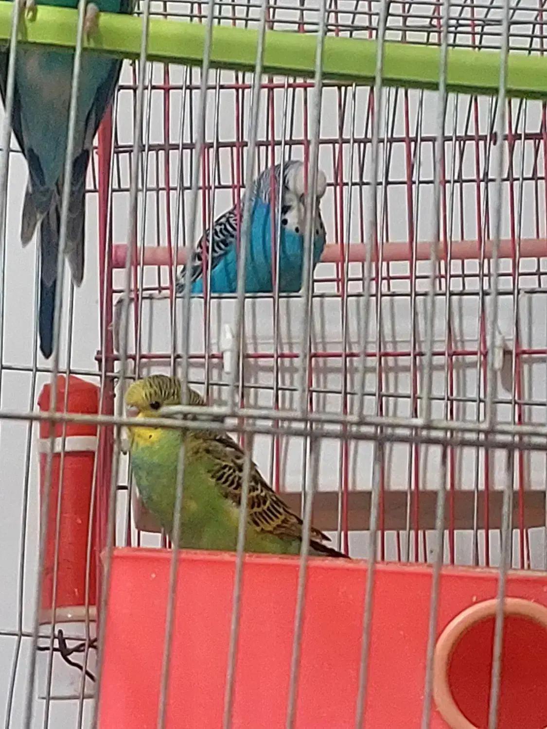 فروش مرغ عشق|پرنده|فیروزآباد (فارس), |دیوار