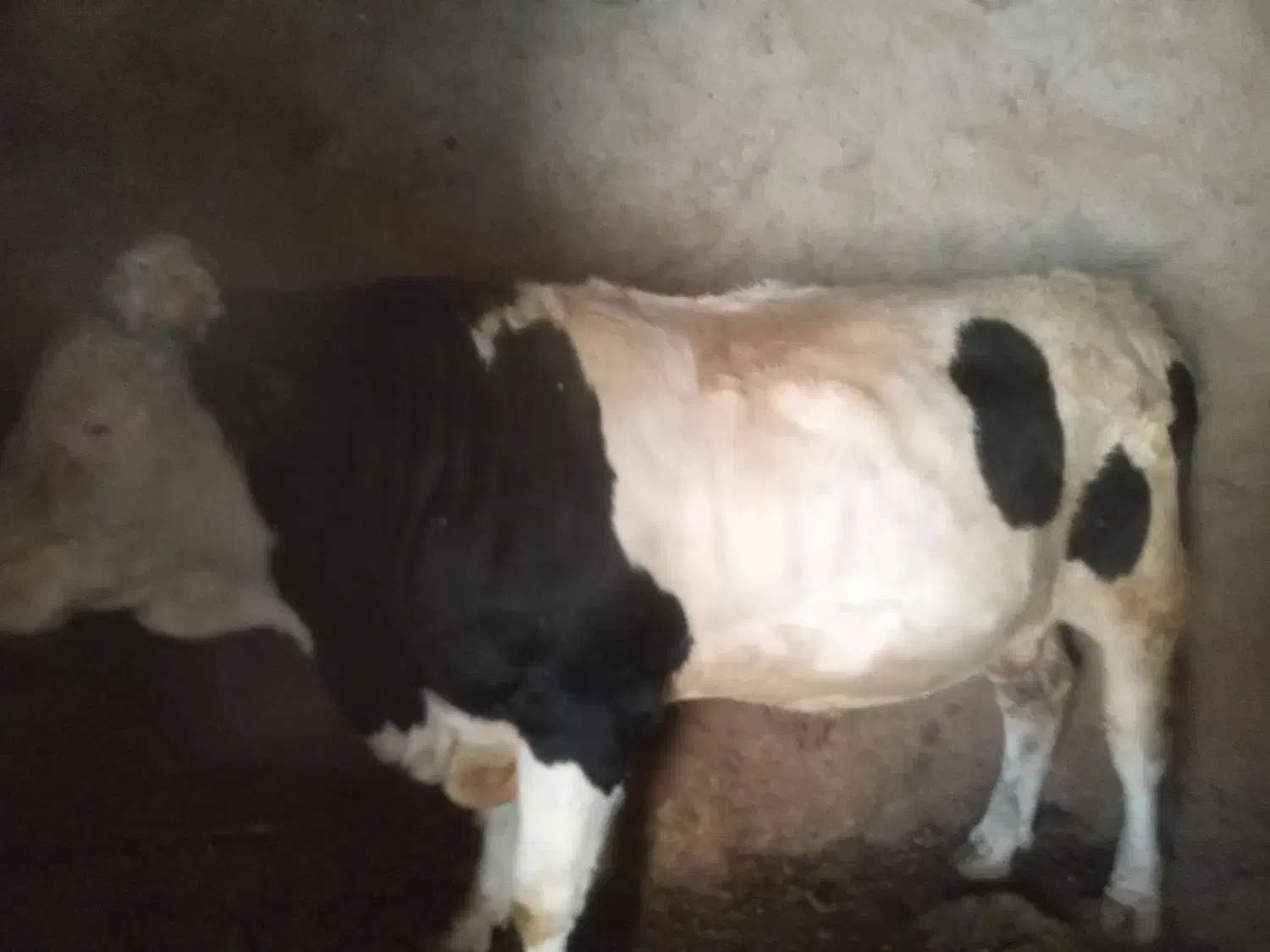 گاو سیمینتال|حیوانات مزرعه|موچش, |دیوار