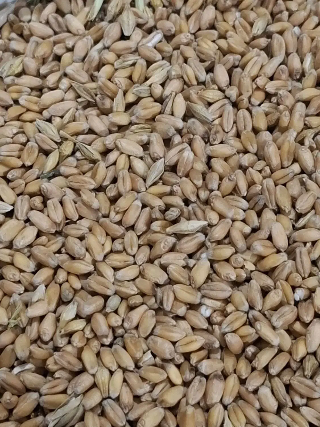 گندم ابی|خدمات باغبانی و درختکاری|خورموج, |دیوار