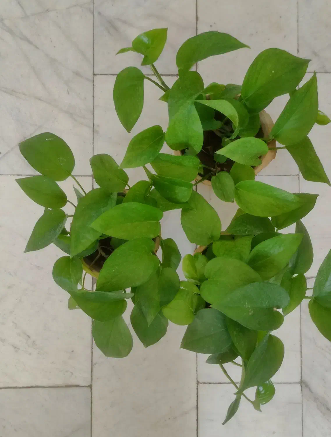 گل و گیاه|گل و گیاه طبیعی|مبارکه, |دیوار