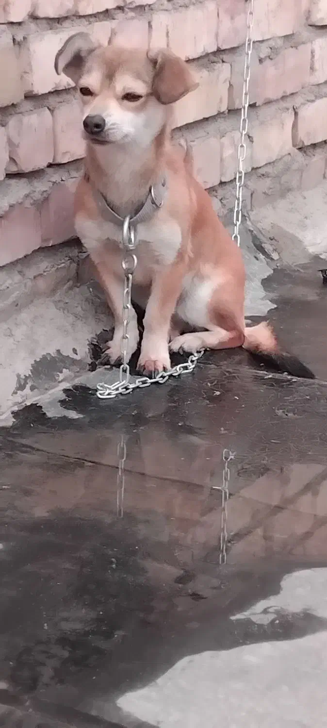 سگ پاکوتاه|سگ|نیشابور, رحیم آباد|دیوار