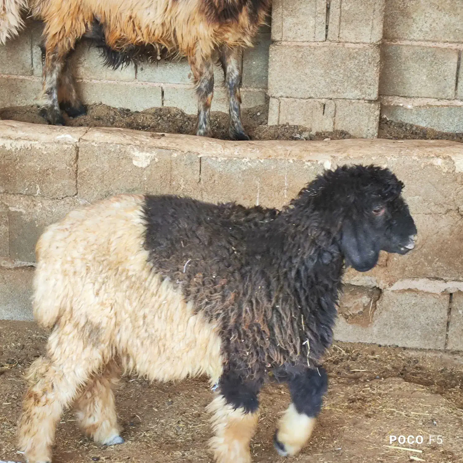 ۲ راس بره ماده داشتی بهمن بیگی|حیوانات مزرعه|شیراز, شاپورجان|دیوار