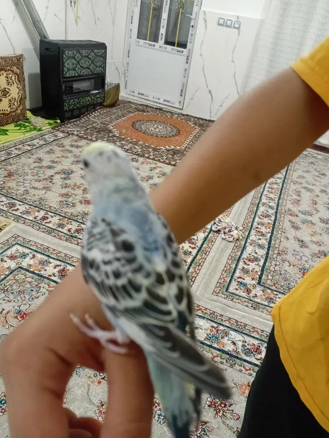 مرغ عشق دستی|پرنده|اردبیل, |دیوار