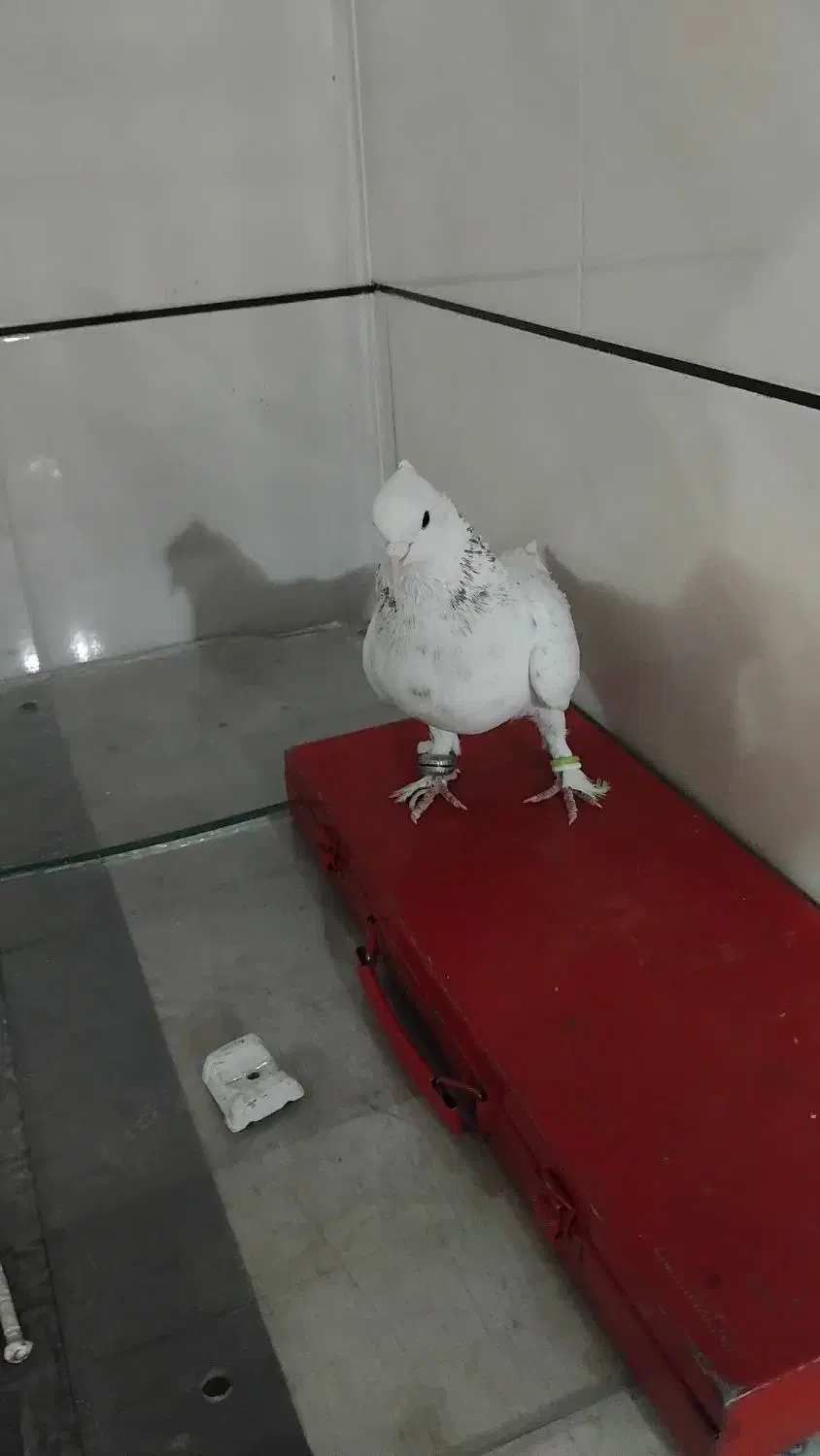 کبوتر کاشونی|پرنده|فرخشهر, |دیوار