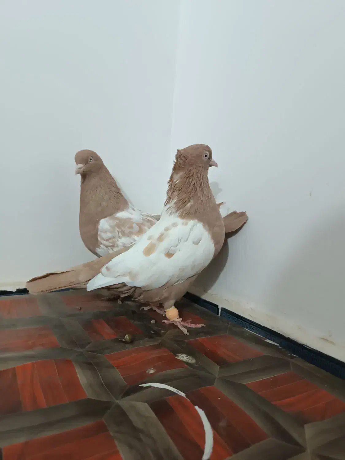 جفتگاه|پرنده|تربت جام, شاهد|دیوار