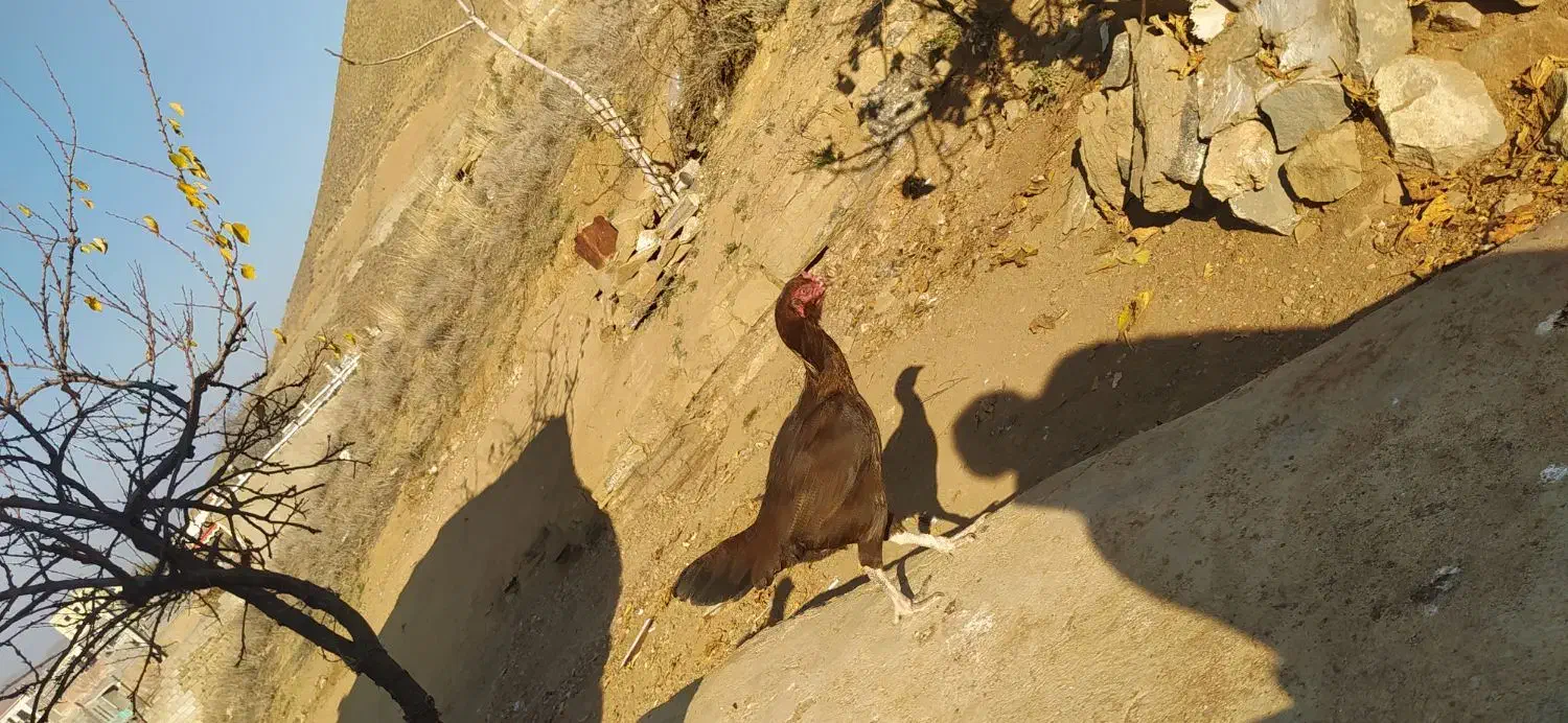 خروس لاری|حیوانات مزرعه|گرمی, |دیوار