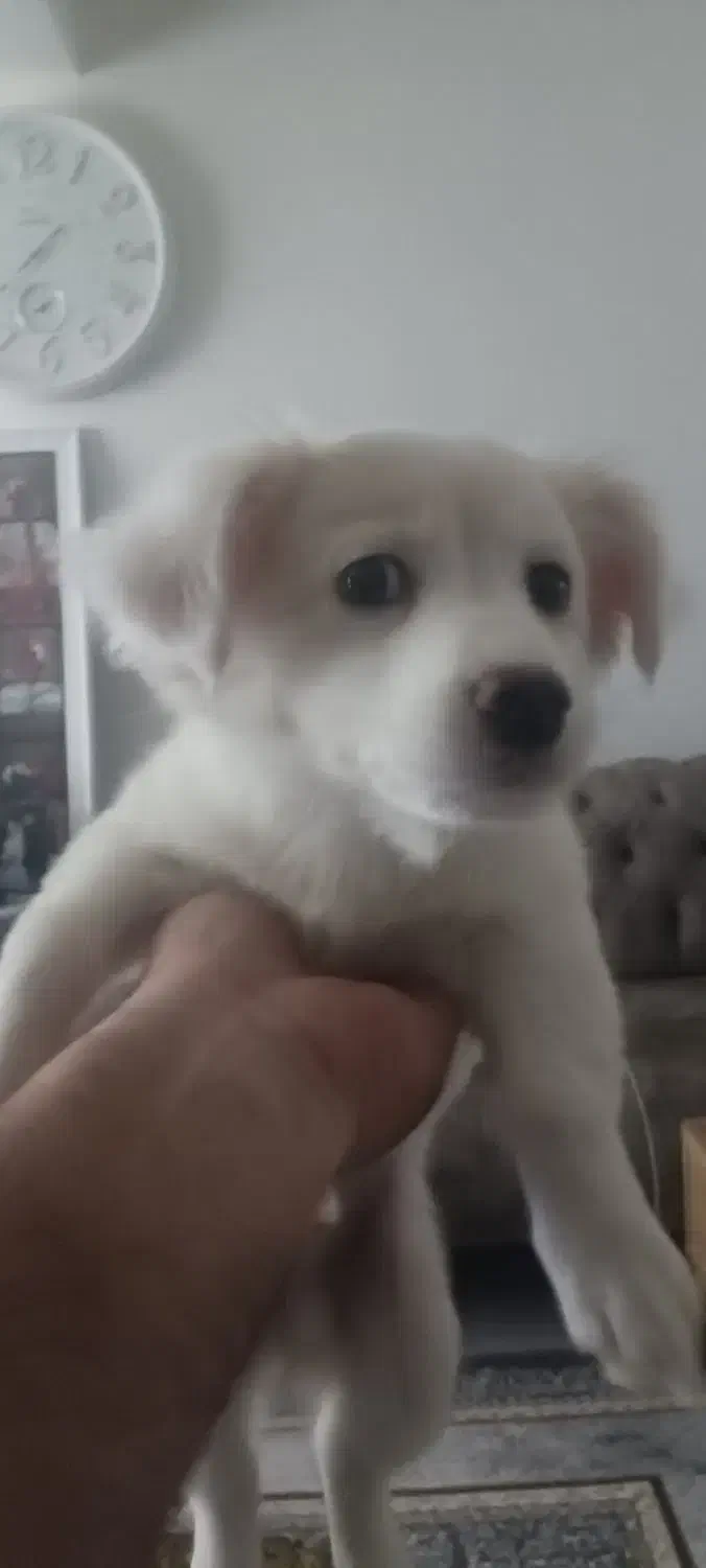 توله سگ پامر روباهی و اشپیتز ۳ماه نر|سگ|رشت, شهریاران|دیوار