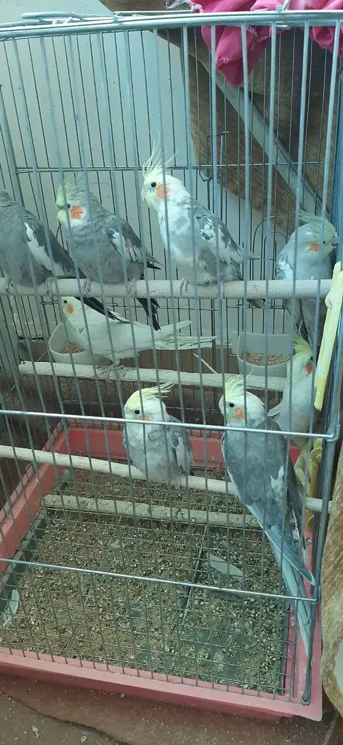 عروس هلندی|پرنده|نوشین شهر, |دیوار