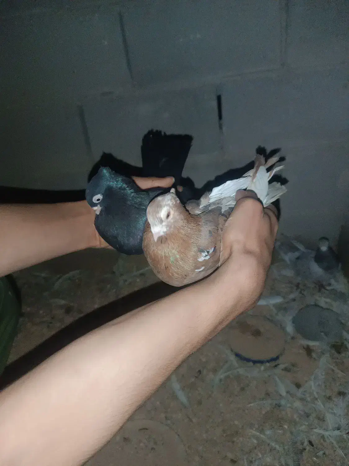 2000000|پرنده|ایذه, |دیوار