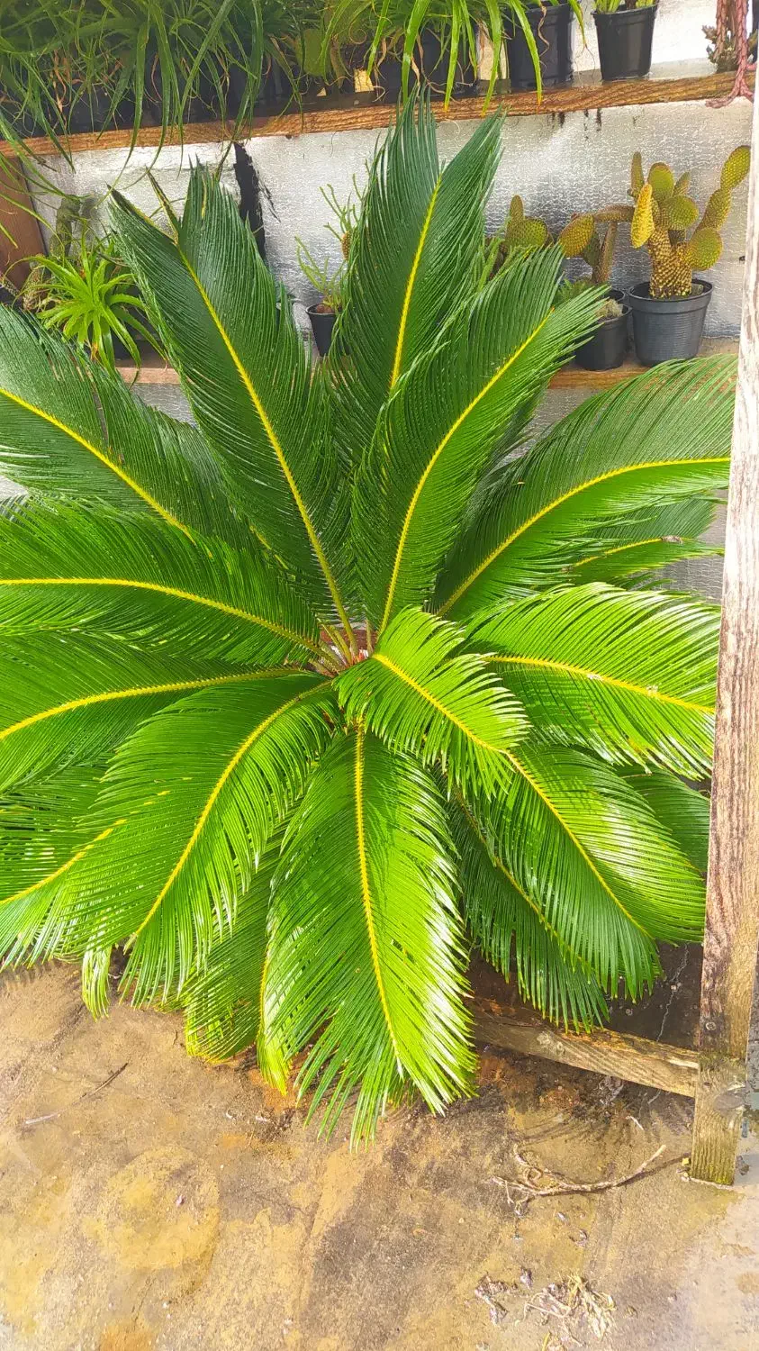 گل سیکاس بزرگ|گل و گیاه طبیعی|رشت, کوی یخ|دیوار