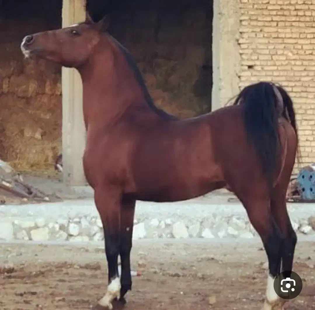 اسب|اسب و تجهیزات اسب‌سواری|سیرجان, |دیوار