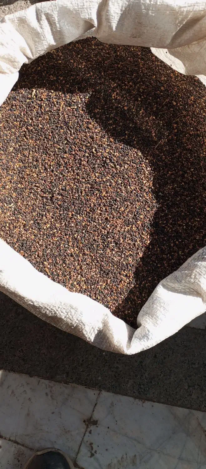 کنجدخام محلی کیلو ۲۳۰|خوردنی و آشامیدنی|نیشابور, مدرس|دیوار