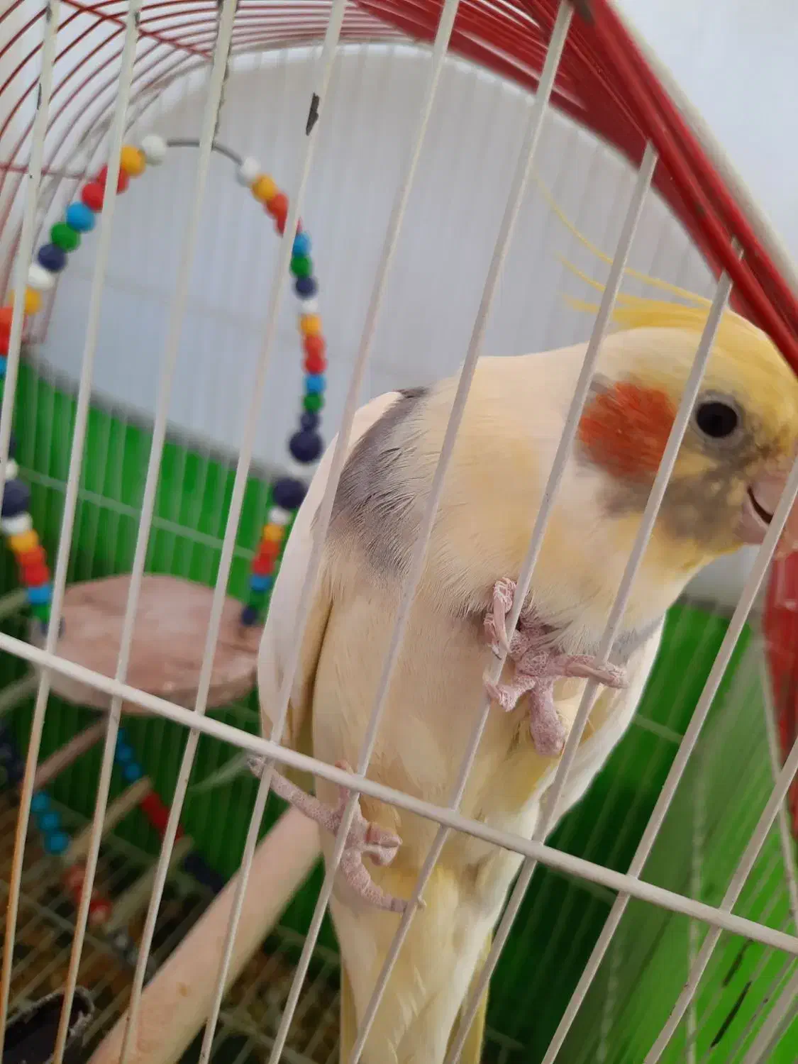 دو عدد طوطی عروس نر بالغ|پرنده|تاکستان, |دیوار