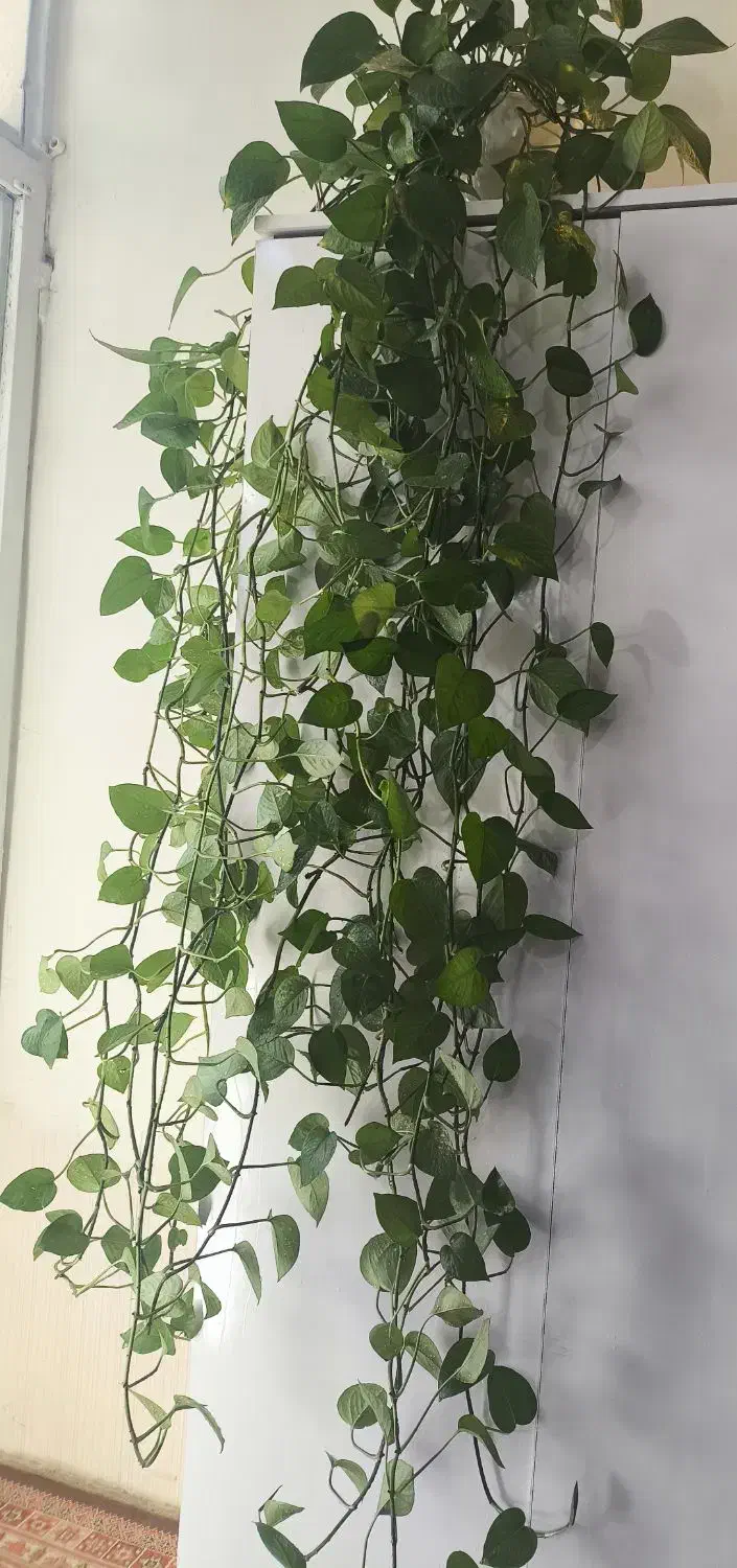 گل پیتوس دو متری|گل و گیاه طبیعی|فسا, |دیوار