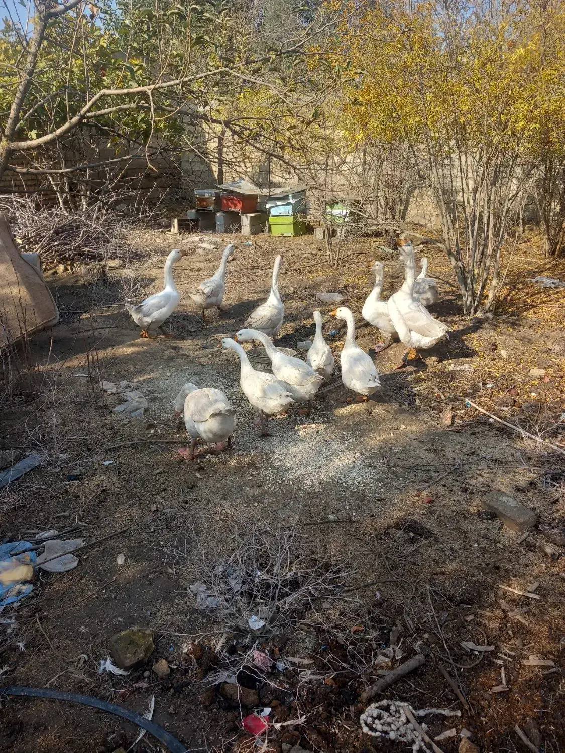 قوغاز|حیوانات مزرعه|گنبد کاووس, |دیوار