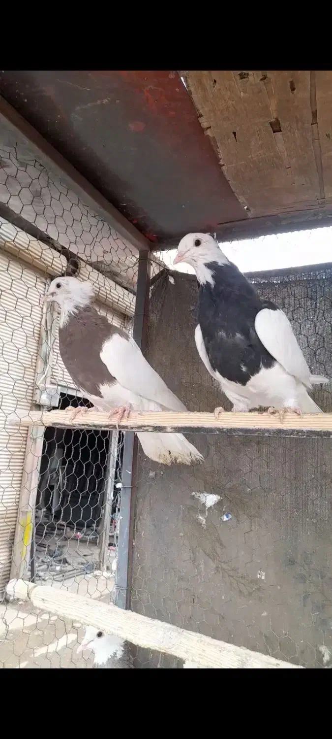 جوانه طوقی|پرنده|رباط‌کریم, مسکن مهر آبشناسان|دیوار