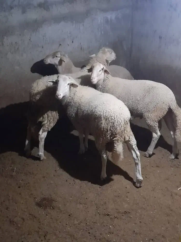 گوسفند قوچ لاکن|حیوانات مزرعه|گزنک, |دیوار
