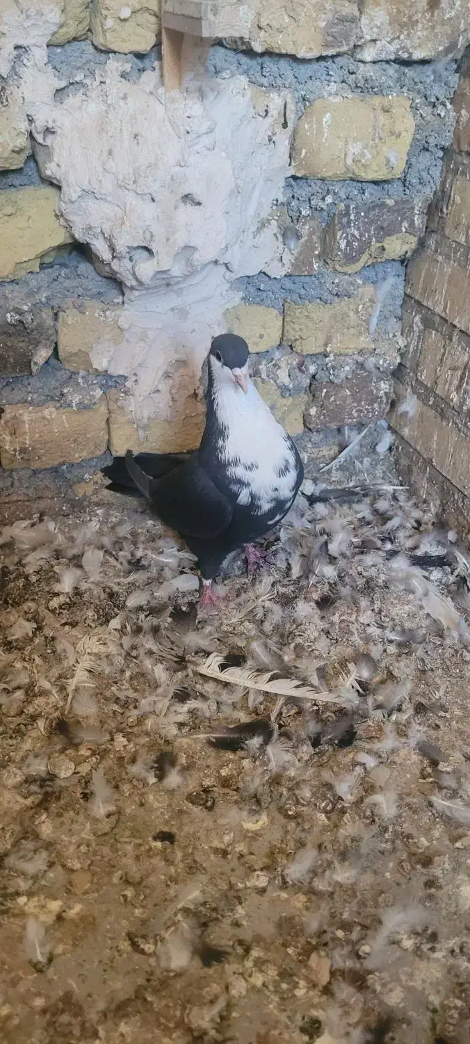 سار کرم و کرباتی ماده|پرنده|مشهد, آزادشهر|دیوار