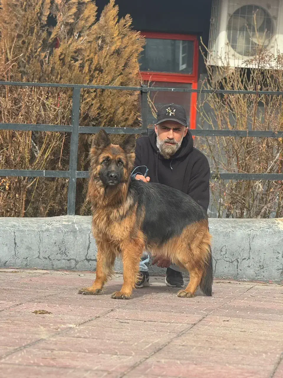 ژرمن|سگ|پردیس, فاز ۶|دیوار