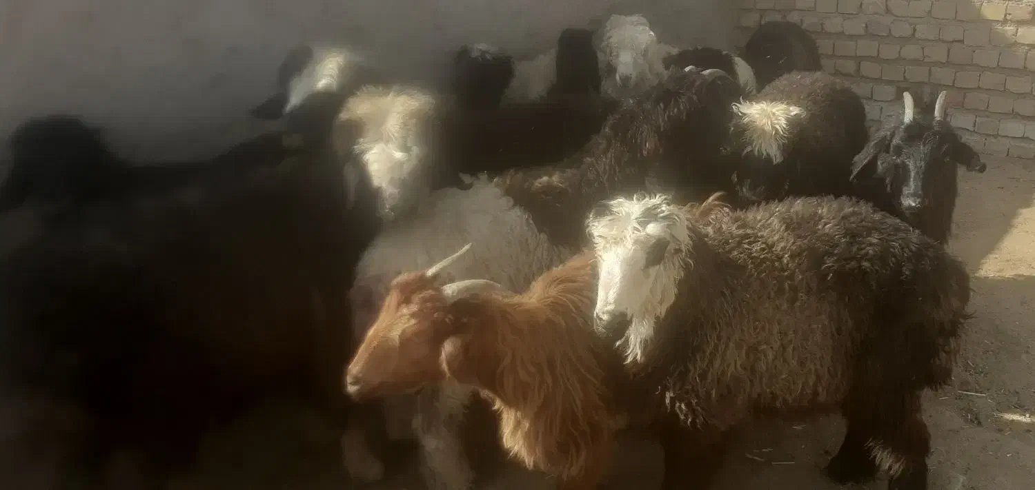 بره و کهره|حیوانات مزرعه|مرودشت, ثبت احوال|دیوار