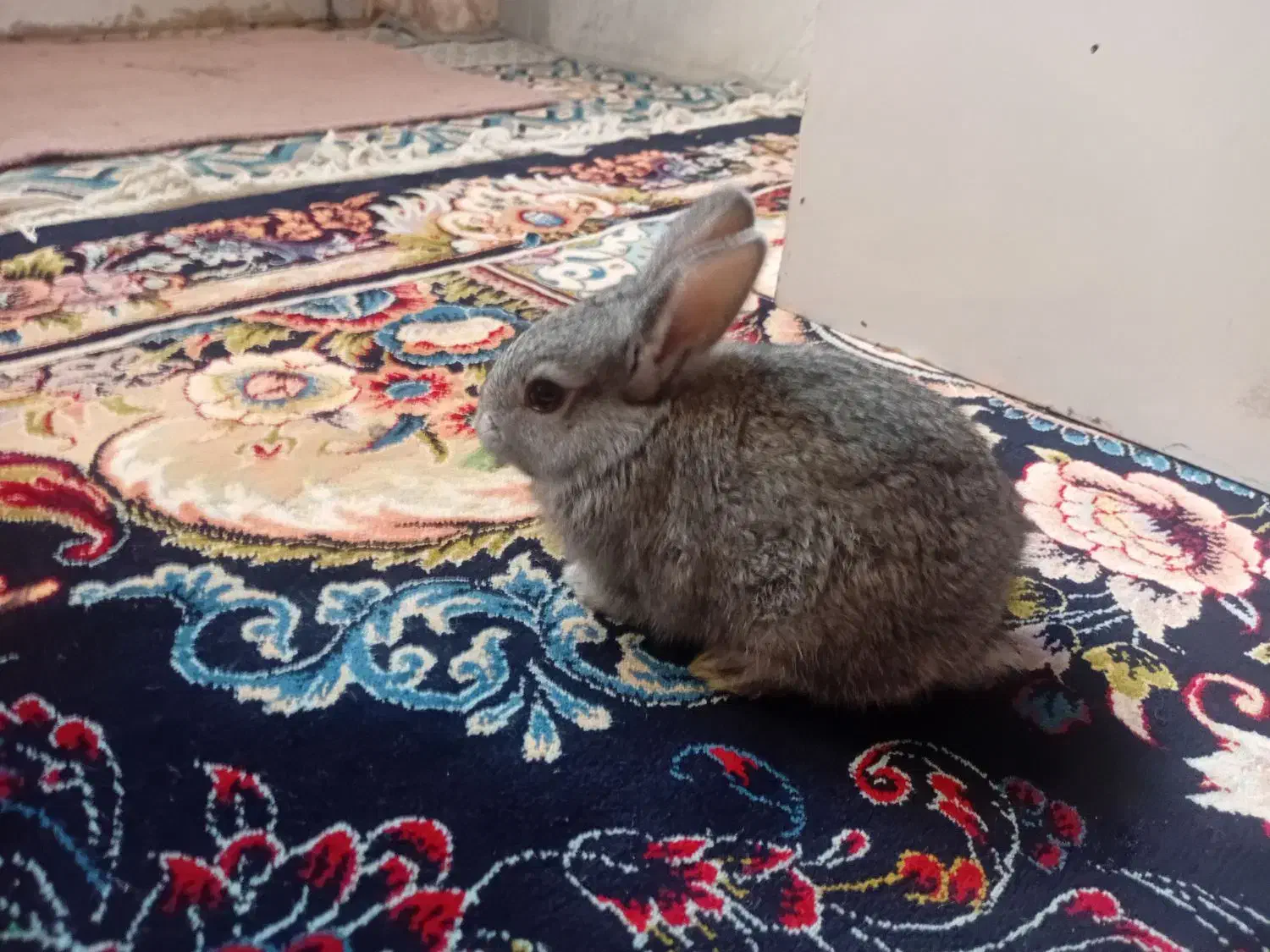 خرگوش خونگی|موش و خرگوش|لنجان, |دیوار