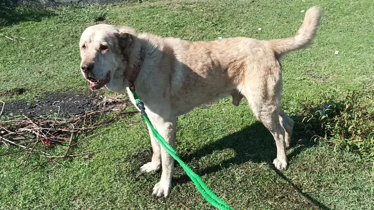 دوعدد نر سرابی|سگ|تبریز, |دیوار