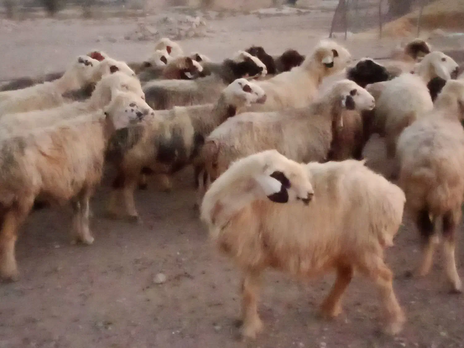 فروش 55راس میش ترکی بختیاری آبستن|حیوانات مزرعه|جره و بالاده, |دیوار