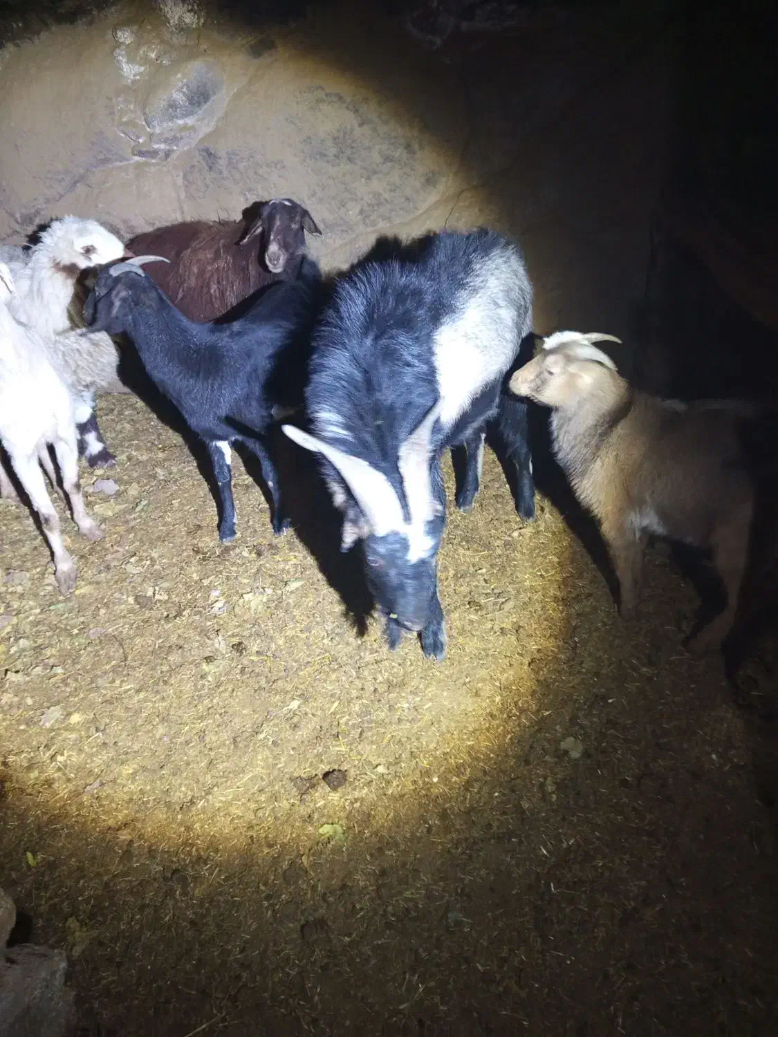 بز و چپیش|حیوانات مزرعه|تفت, |دیوار