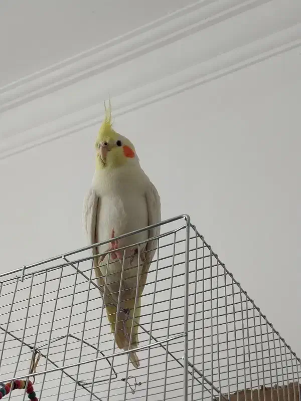 عروس هلندی سخنگو|پرنده|الیگودرز, |دیوار