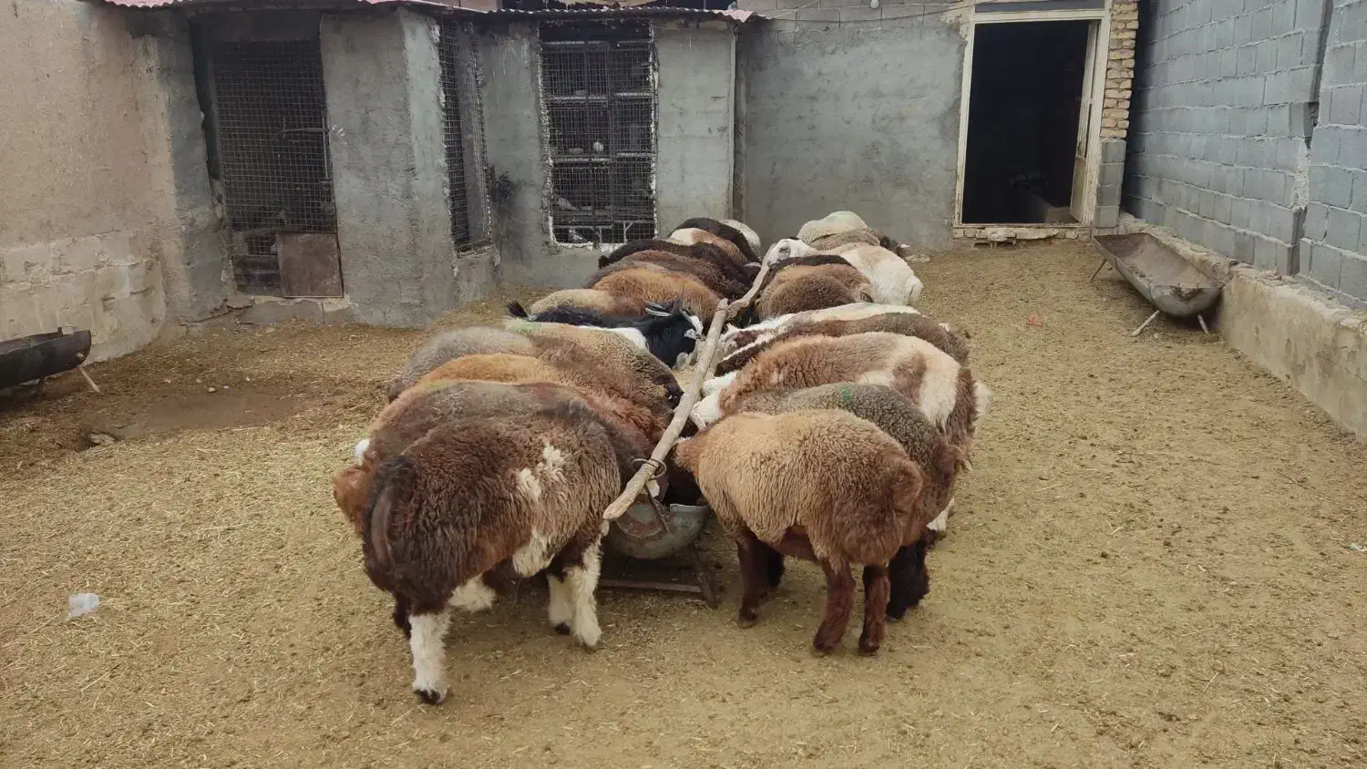 دامداری رهن و اجاره گوسفند و گاو|اجارهٔ دفتر صنعتی، کشاورزی، تجاری|شهرضا, |دیوار