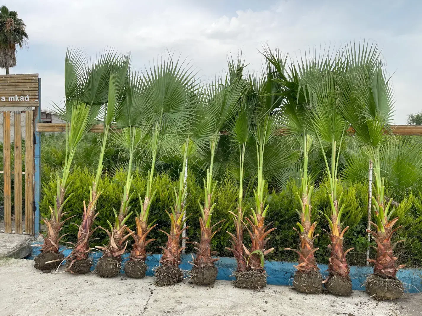 پالم واشنگتن تنه آناناسی|گل و گیاه طبیعی|بابل, |دیوار