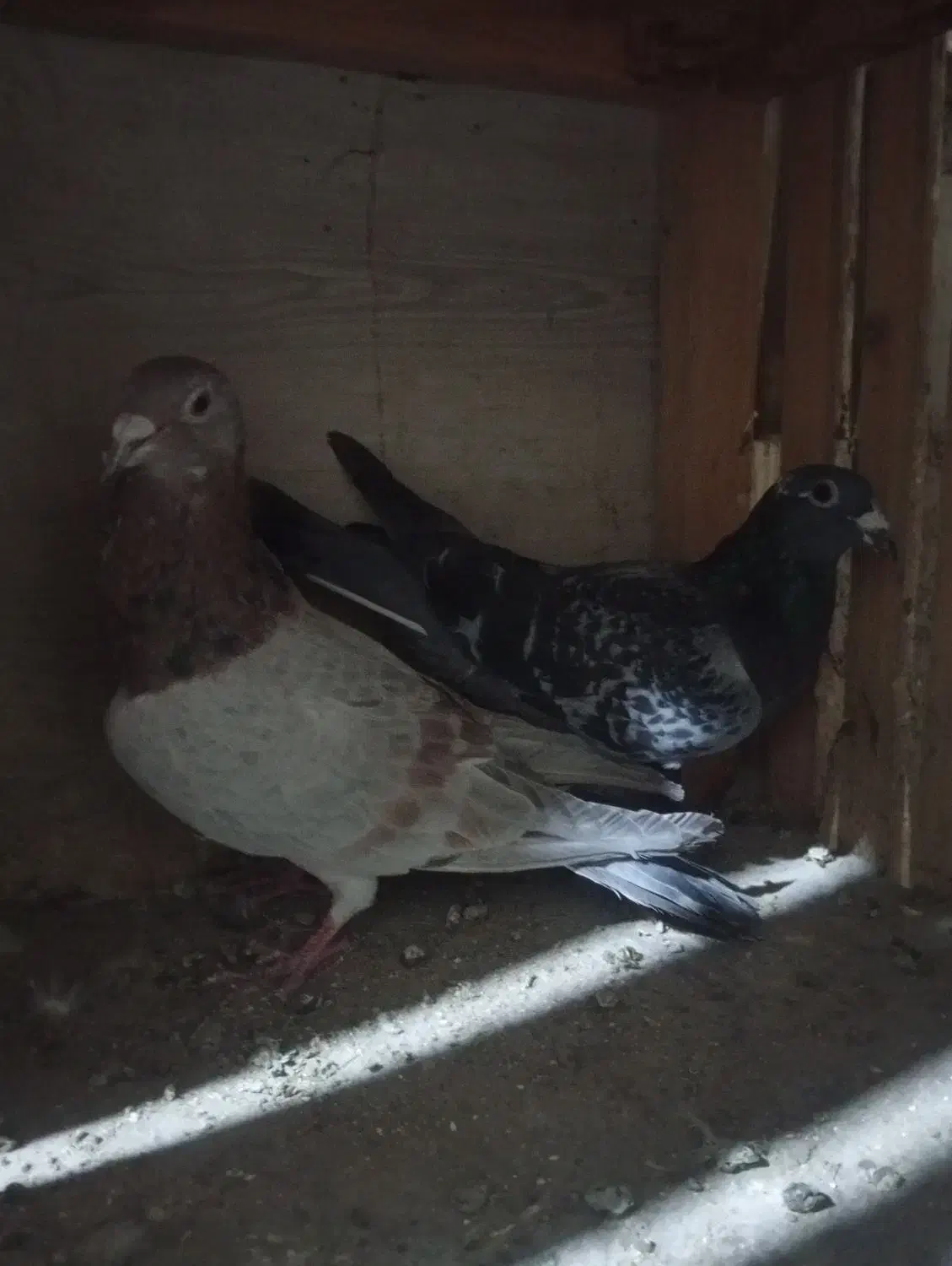 کفتر|پرنده|قم, قلعه کامکار|دیوار