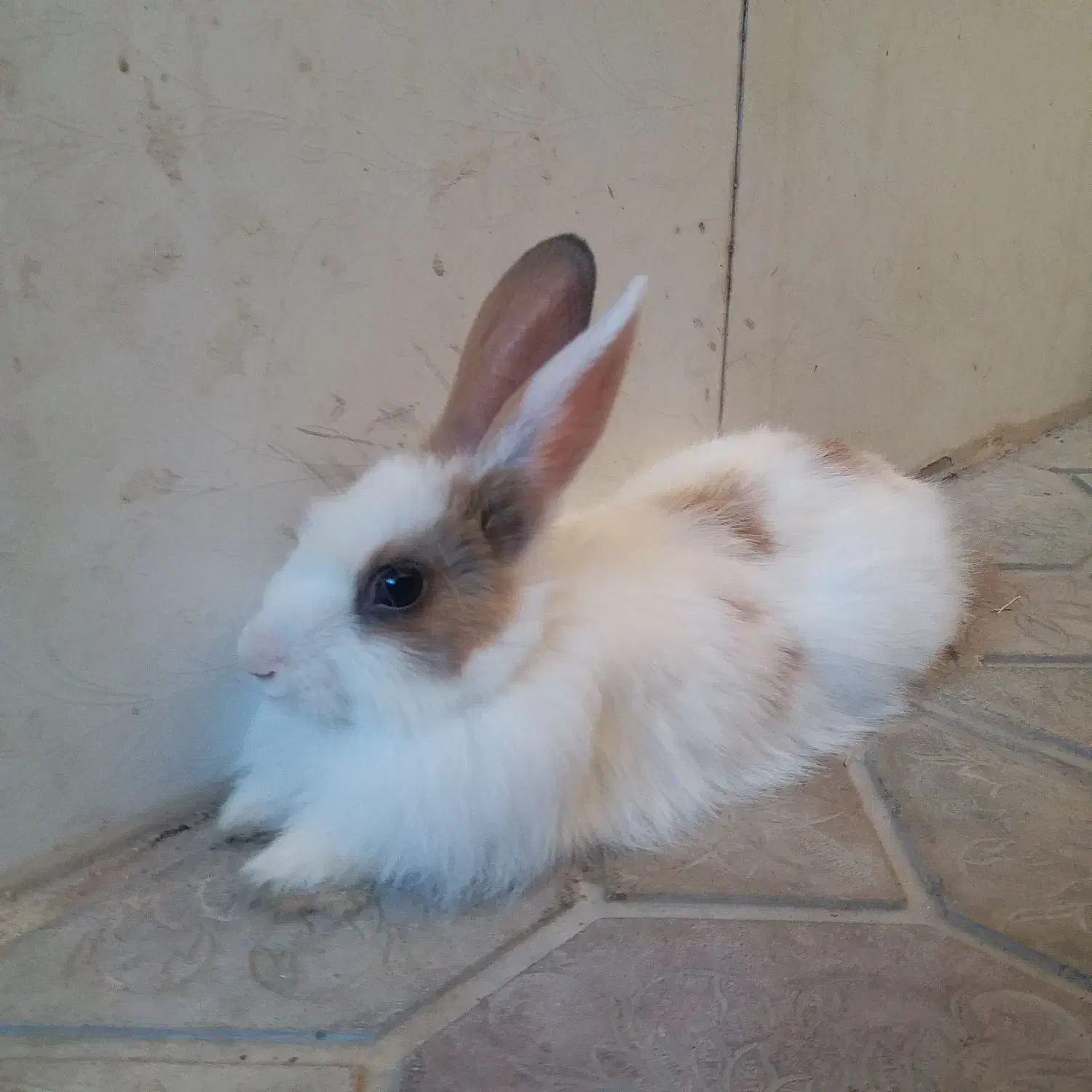 خرگوش بازی گوش|موش و خرگوش|مریوان, |دیوار