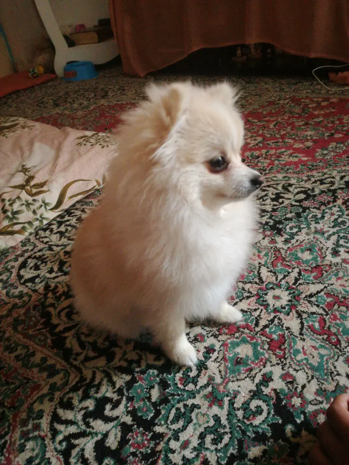 پامر روباهی 6 ماهه|سگ|دهاقان, |دیوار