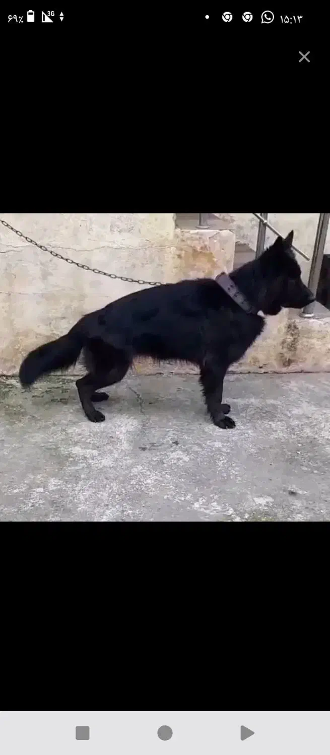 سگ ژرمن بلک فول شیب دار نر|سگ|بم, |دیوار