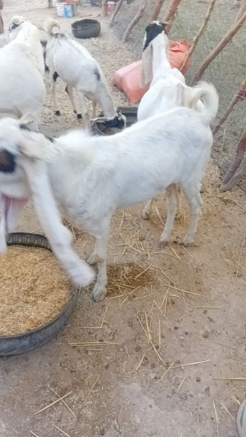 بز  نر|حیوانات مزرعه|هیدوچ, |دیوار