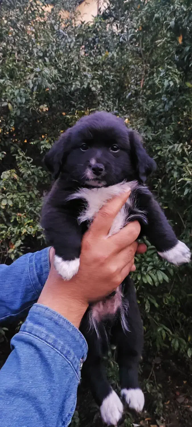 واگذاری دو عدد توله سگ ۲ ماه پا کوتاه|سگ|رشت, خواهر امام|دیوار