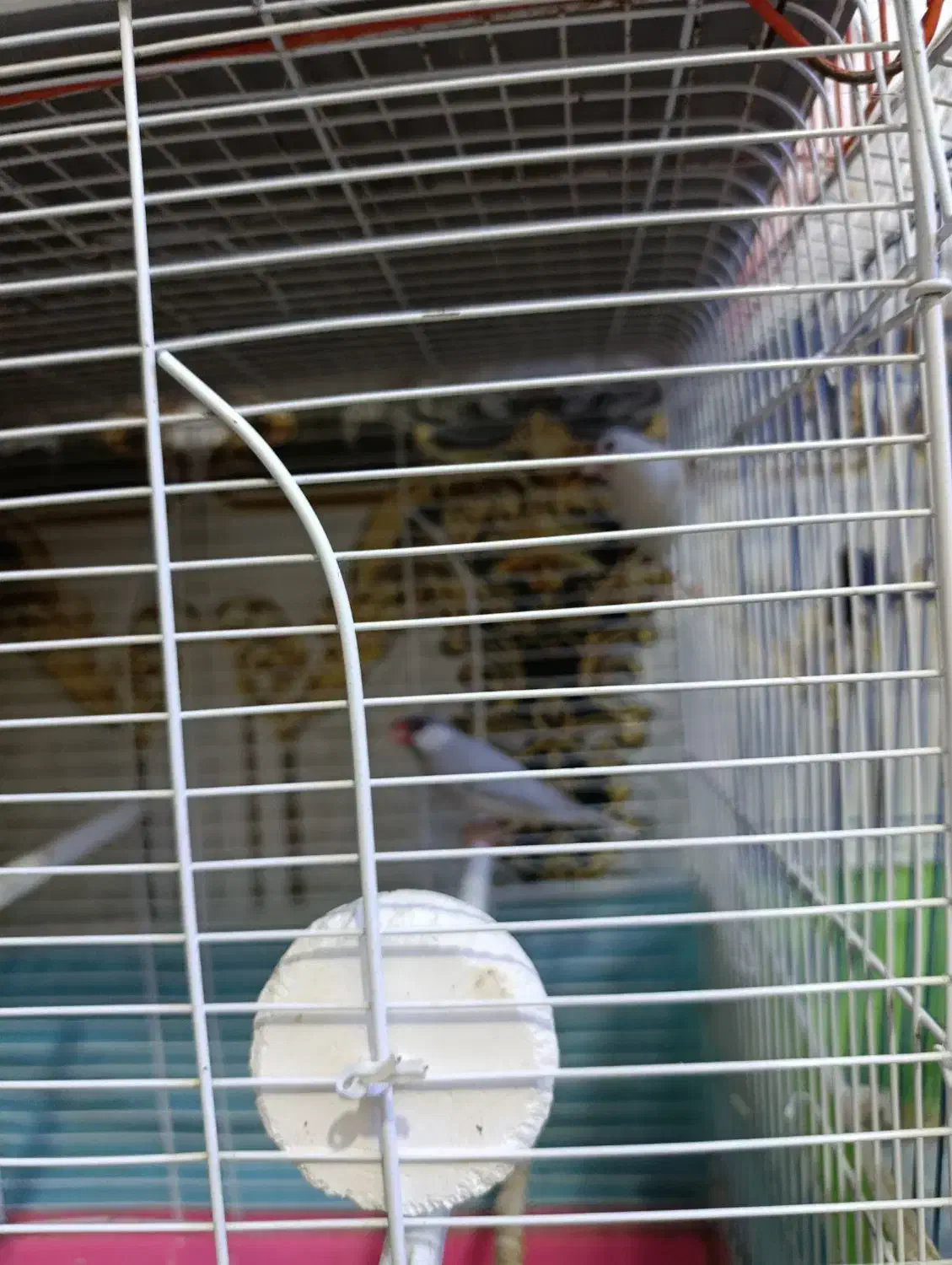 فنج نرگسی|پرنده|سوسنگرد, |دیوار