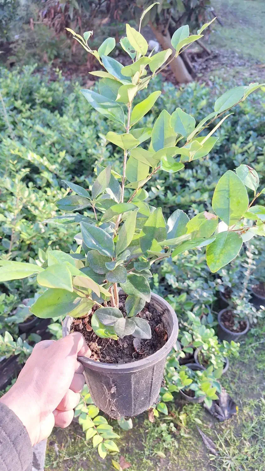 یاس هلندی سطل۳.۵|گل و گیاه طبیعی|رودسر, |دیوار