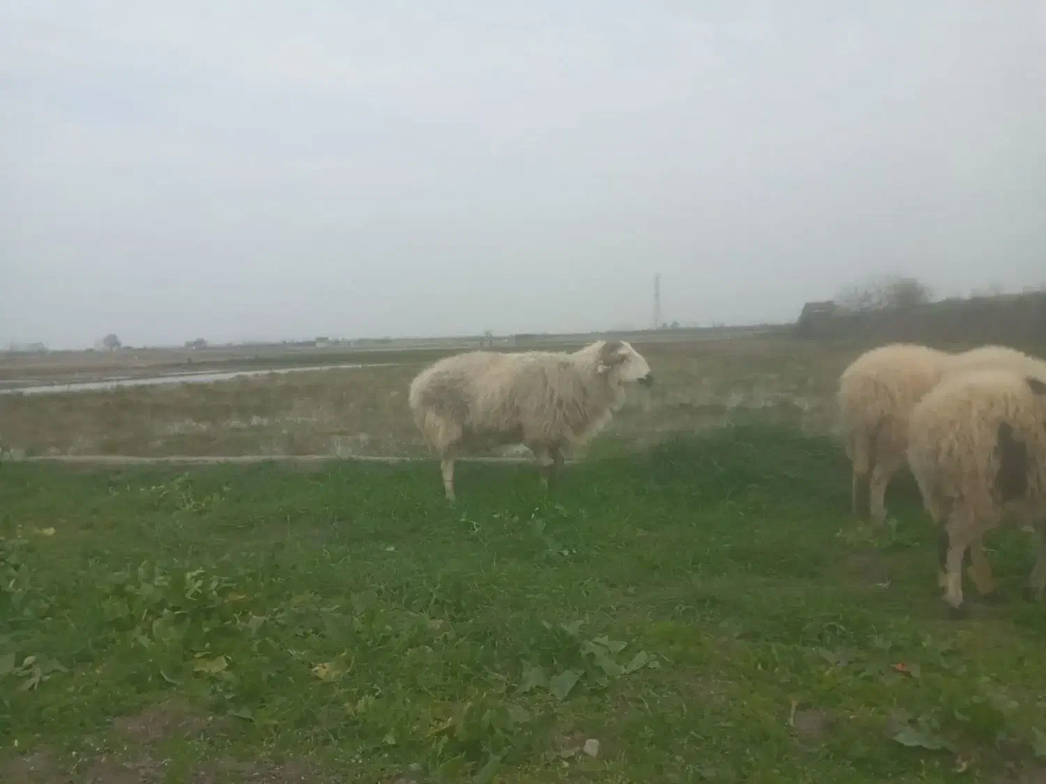 گوسفند نر جوان|حیوانات مزرعه|بابل, |دیوار