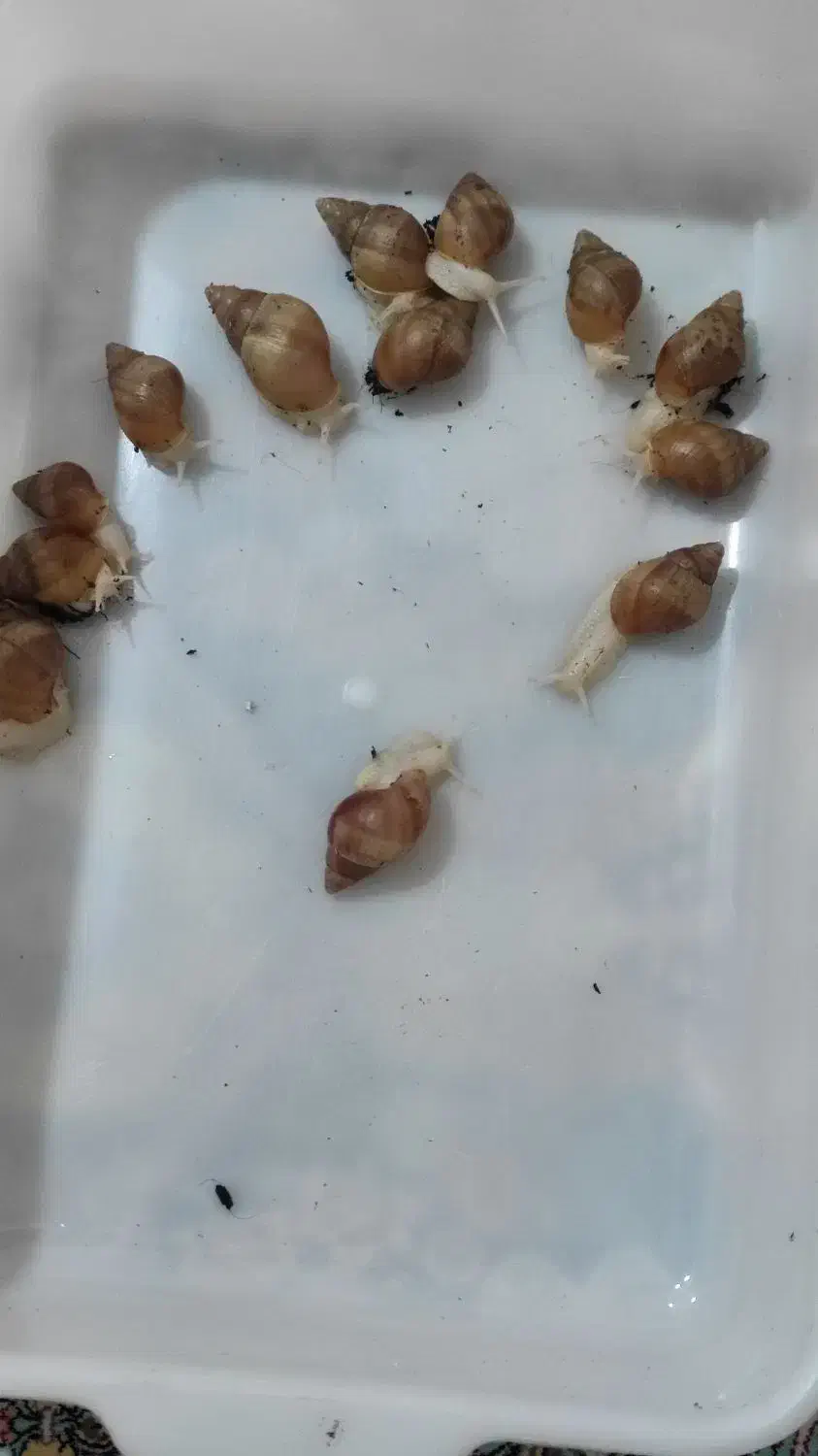 حلزون آچاتینا آلبینو|خزنده|مرودشت, علیآباد|دیوار