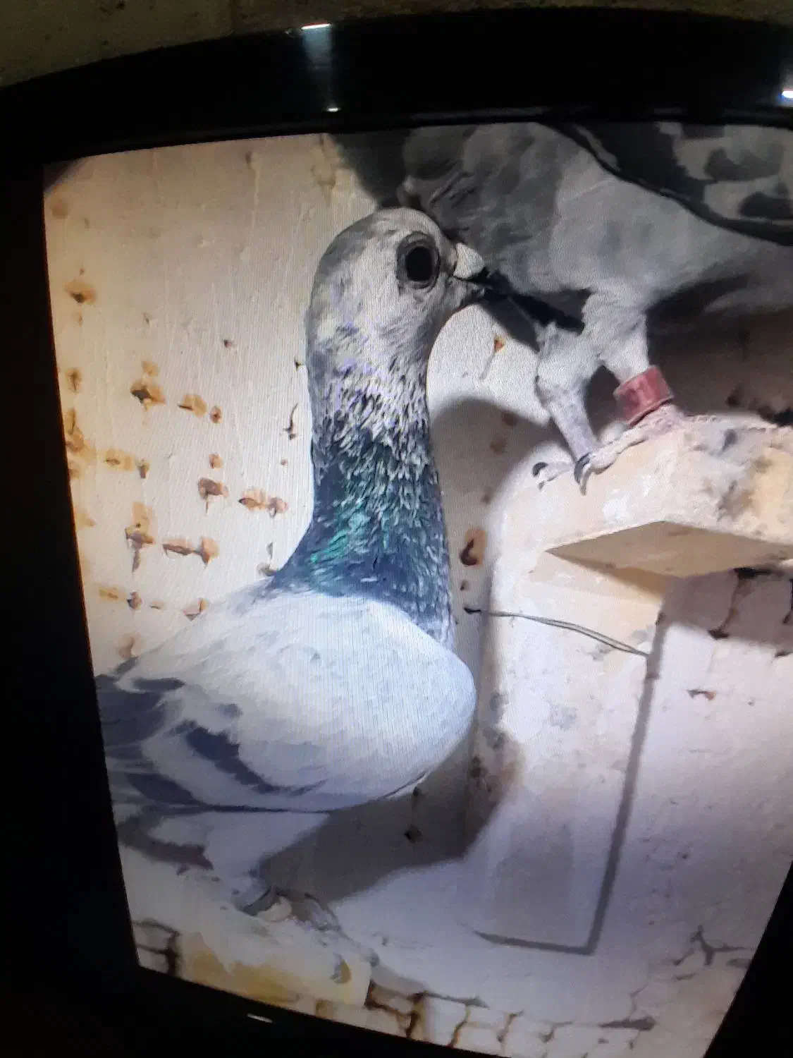 نر ماده|پرنده|گوهرکوه, |دیوار