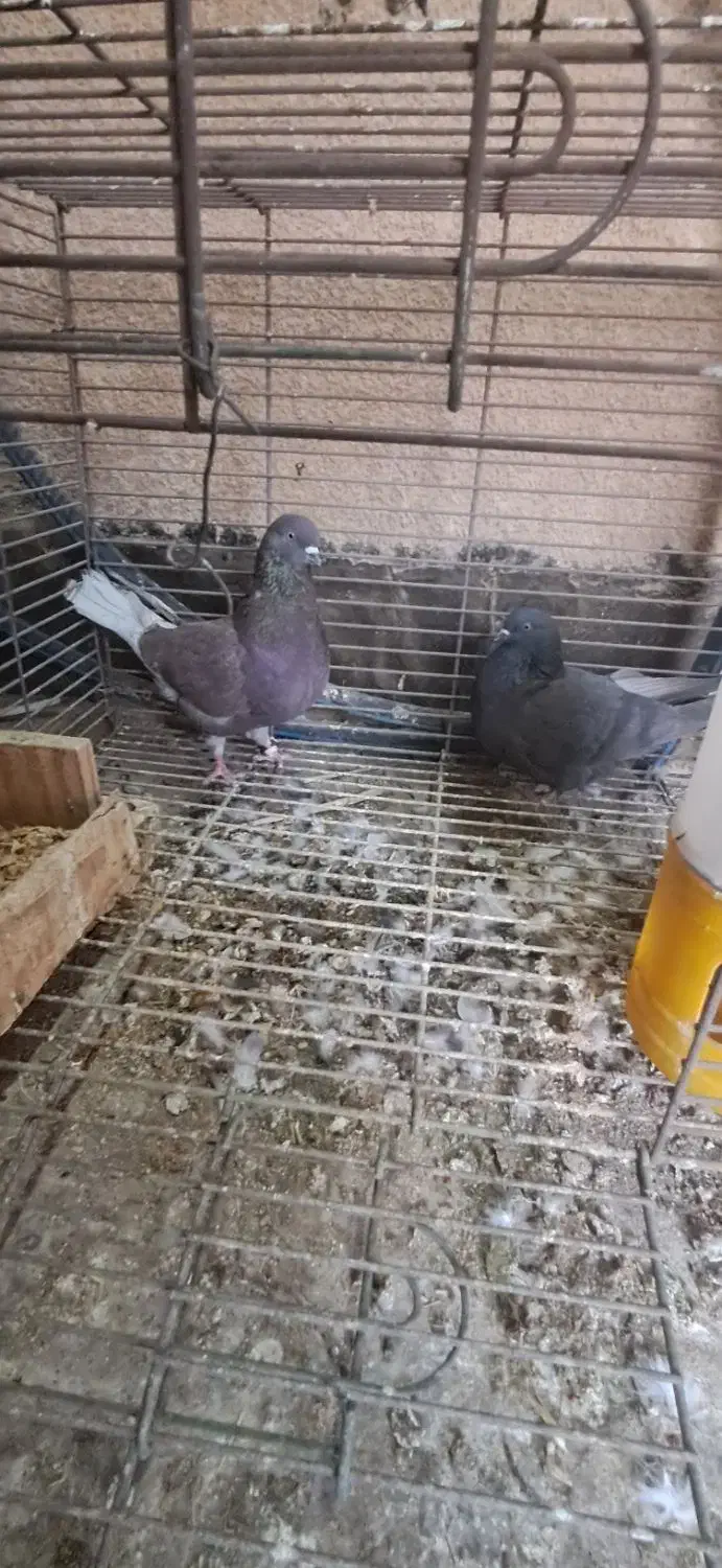 کبوتر|پرنده|بندر ماهشهر, |دیوار