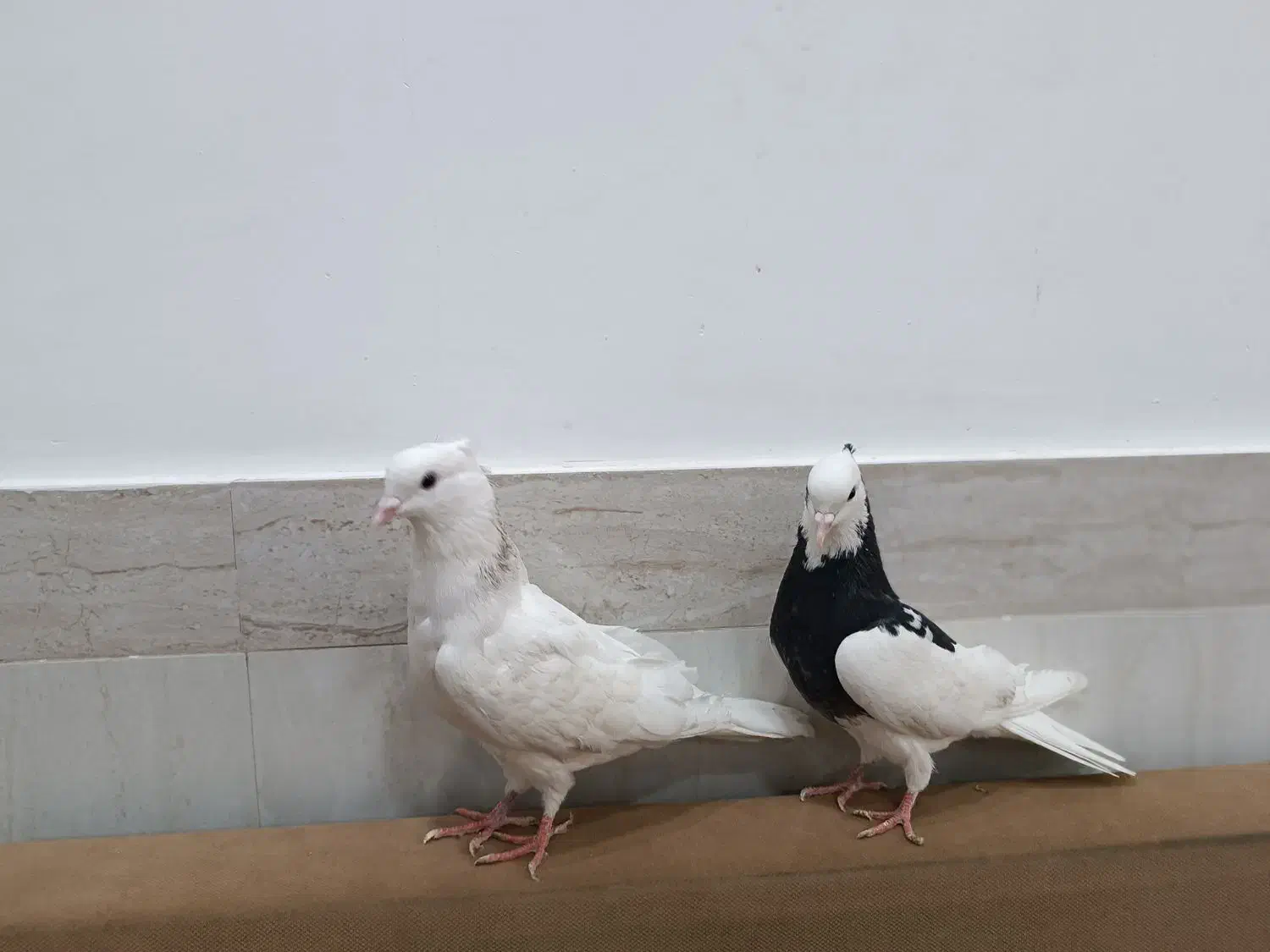 دوتاکبوترنرومادهخیلیخوبوقشگاست|پرنده|بانه, |دیوار