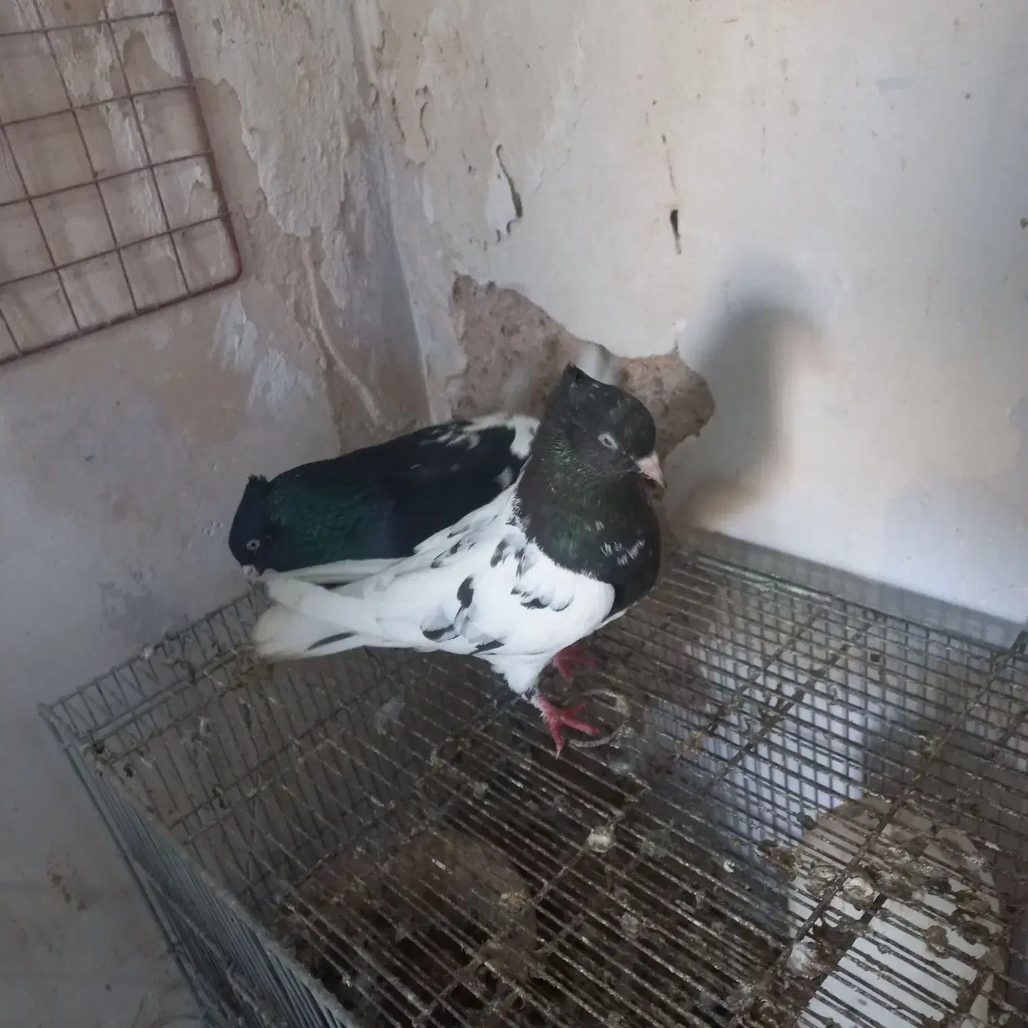 کله سیاه|حیوانات|مسجد سلیمان, |دیوار