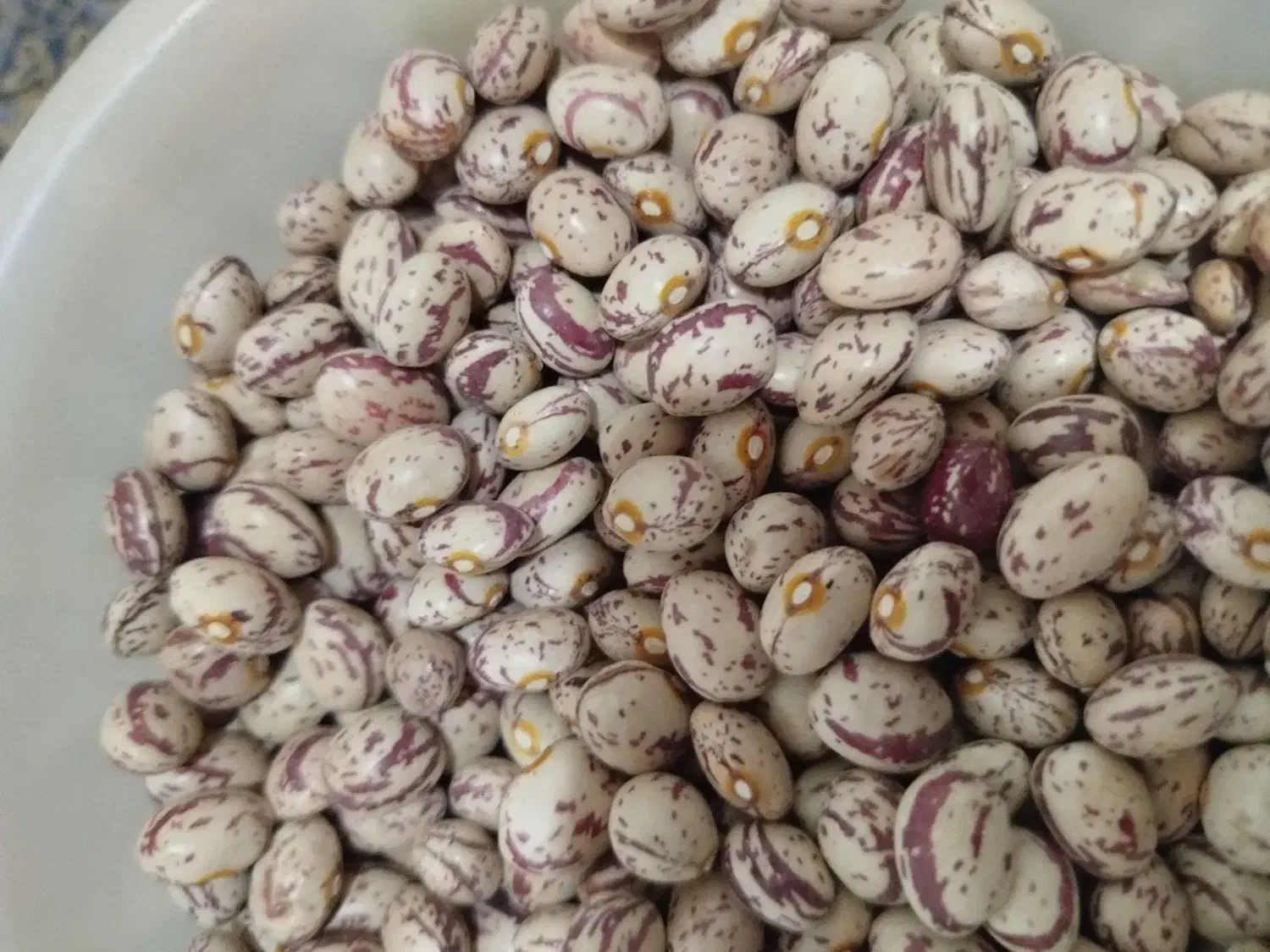 لوبیا چیتی زنجان|خوردنی و آشامیدنی|تهران, انبار نفت|دیوار