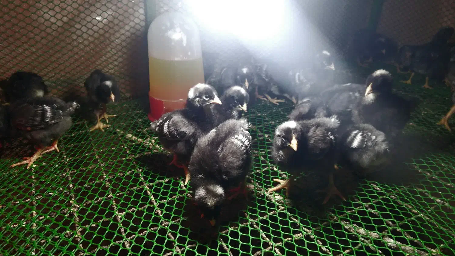 باجوجه‌مرغی که بهت میدم، دیگه تخم‌مرغ از بیرون نخر|حیوانات مزرعه|لنگرود, |دیوار