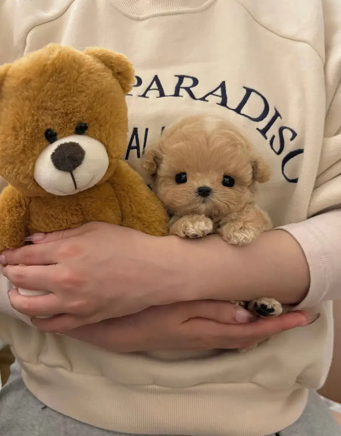 پودل مالتیز فقط امشب تخفیف ویژه|سگ|تهران, پارک شهر|دیوار